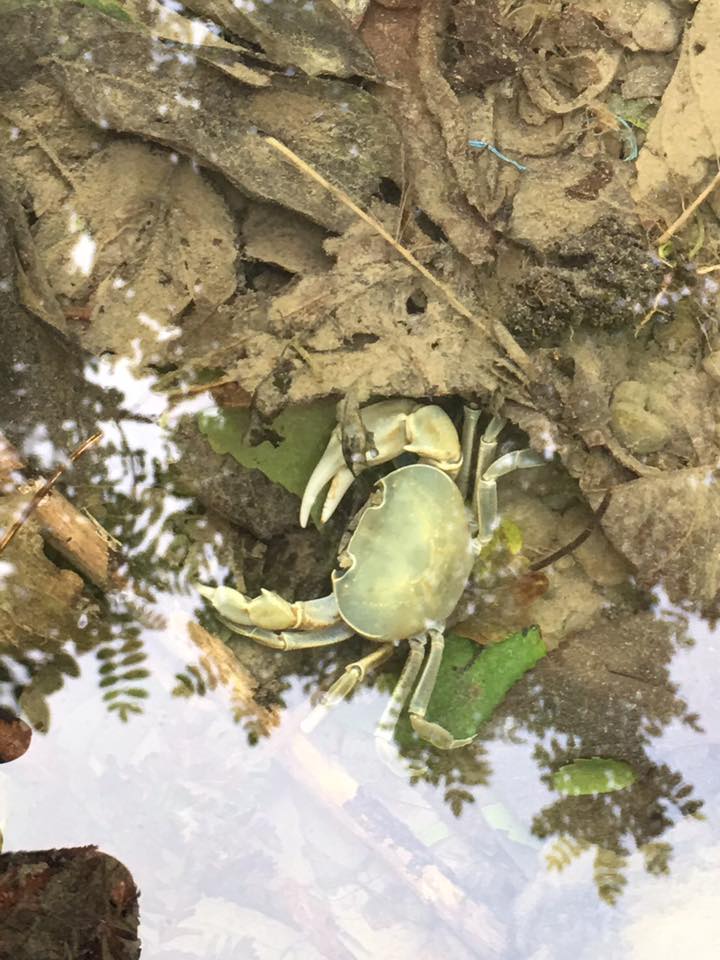 梅嶺生態指標 - 楠西澤蟹